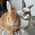 Toffee, the cutest “rabbit” ever! (@Bunnyside_up) Twitter profile photo