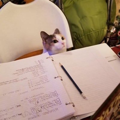 a cat that does math