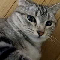 キラ (@kira_mickelson) Twitter profile photo