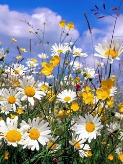 anjumsaraf1's profile picture. 