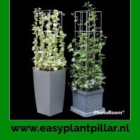 KlimplantenAmsterdam (@groen_amsterdam) Twitter profile photo