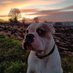 Maximus the Bulldog ( old tyme ) (@bulldog_maximus) Twitter profile photo