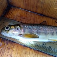 NessDSFB (@nessdsfb) 's Twitter Profile