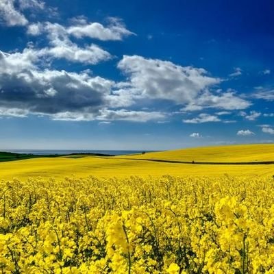 LecomteMickal1's profile picture. 