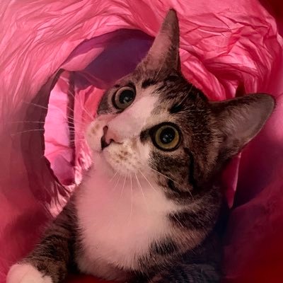 josephvtorok's profile picture. I teach writing at Wayne State