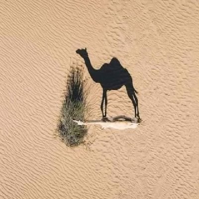 tesfay1_f's profile picture. 🇪🇹 Ethiopia 🇪🇹