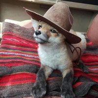 captain wolfboy 🐺 (@wolfboymark) 's Twitter Profile