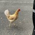 ECU Chicken (@ecuchickens) Twitter profile photo ECU Chicken (@ecuchickens) Twitter profile photo