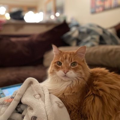 emperor and chief of small animals, soverign of the towering cat tree, sultan of the bathtub, field marshall of the sunrise, steward of the catnip forest