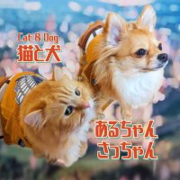 猫と犬あるちゃんさっちゃん(ほぼフォロバ100✨いいね全員に返せない時あります🙇‍♀️)(@armin_and_sasha) 's Twitter Profile Photo