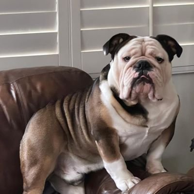 Welcome to @bulldog_lover_club_4 we share daily #bulldog contents, Follow us if you reall love bulldog