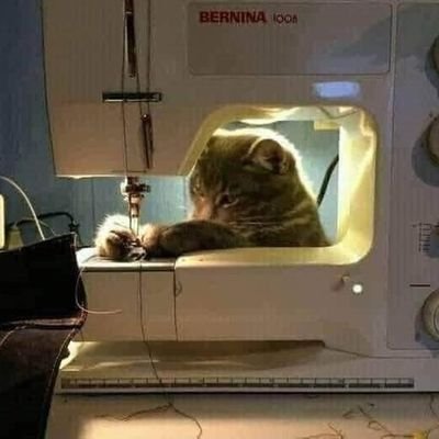 obviamente no soy un gato en una máquina de coser