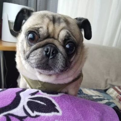 犬と猫とお笑いとレゲエが好き。 片付けブースターがイチオシに✨️イーブイ片付けチャンネル 😊 保護犬、保護猫と暮らしてます🐶🐱🐱 2021.12.21ユンバンチェン14歳とお別れ🐶🌈 副業とエロい人興味ありませんよ。