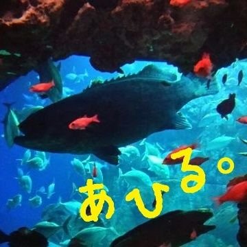 ahiru_s5nkgts's profile picture. 大分生まれ大分育ちの神奈川県民です。(๑oัΘoั๑) つちのこ▶️TUTTIさん / 🐥▶️けいちゃん / ふみくん / #MONfam  ･･･他にもたくさんの方を応援中🎵 ＊ｱｲｺﾝ:うみたまご ＊ﾍｯﾀﾞ- :ｱﾌﾘｶﾝｻﾌｧﾘ