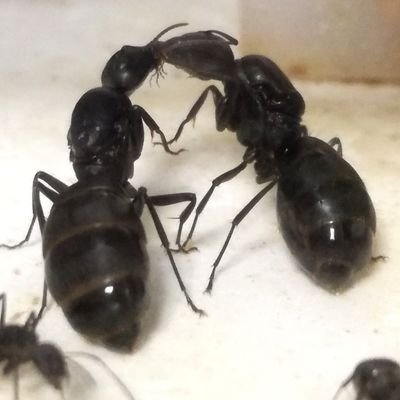 国産クロオオアリの多女王制の飼育に挑戦しています
飼育の紹介と手順を発信します

蟻の飼育の日常の発信も行っています

たまにNoteに記事を掲載してます
https://t.co/sj4Ym5YTAK