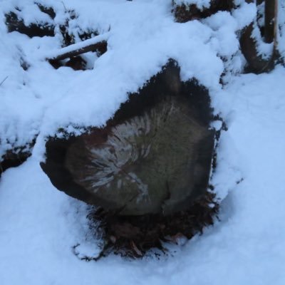 Amber88755046's profile picture. Lover Of Outdoors. (Photos Provided By @PleiadesWolf )