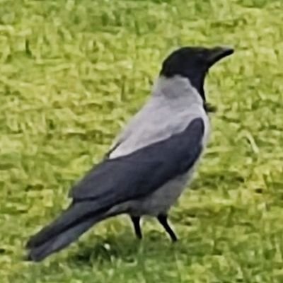 Aye, Corvidae.  Mine are Corvus cornix.
Stone the Crows!  
#CorvusCornix #crows #crow #ravens #raven #Corvids #Corvidae