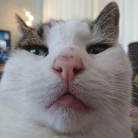 Kapitein Druipsnor (@karpeteim) 's Twitter Profile Photo Kapitein Druipsnor (@karpeteim) 's Twitter Profile Photo