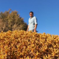 هامون (@tokenhim) 's Twitter Profile