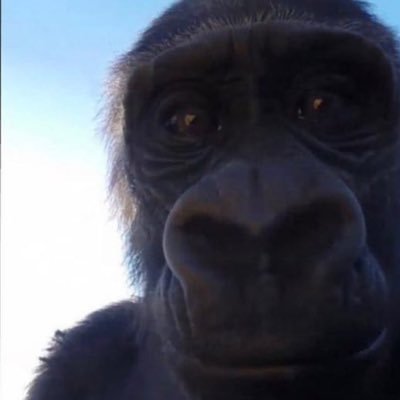 1kWrld_'s profile picture. Mod for: @TheRealTyceno & @YaBoiTonio_ / 21yo / S Carolina