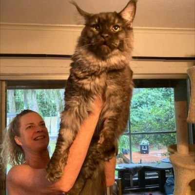 chances dream Maine coon kittens of florida