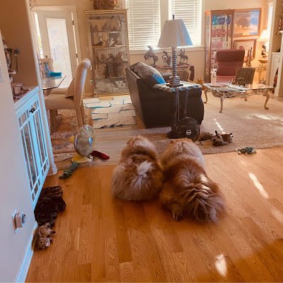 Bluechow2Daniel's profile picture. 