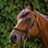 Norton Grove Stud (@studgrove) 's Twitter Profile