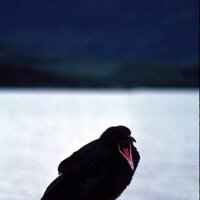 eric loring (@nunavuti) 's Twitter Profile