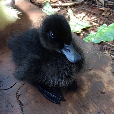 einentlein's profile picture. a duck (not a chicken), likes penguins