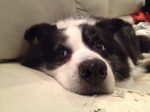 ボブちゃん🎒☘️🐰