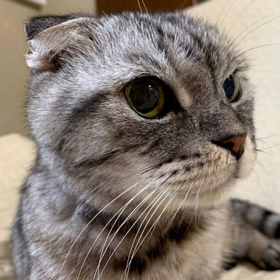 毎日 #花 ポストしてます/資産運用(目標八千万円)/日本株(現物)73銘柄保有/株主優待/高配当/投資信託/NISA/ポイ活/懸賞/スタンプラリー/宅建士/FP2級/賃貸不動産経営管理士/簿記2級/投資歴8年目/DM❌(本垢:みひろ🐾@GTHabMEm1576PaW)