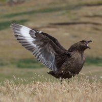 Falklands Wildlife Health (@fiwildhealth) 's Twitter Profile Photo Falklands Wildlife Health (@fiwildhealth) 's Twitter Profile Photo