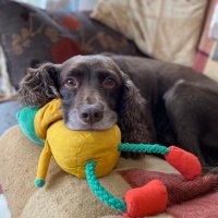 Miss Ziggy Stardust AK 💎Diamond dog 🎀🐶🎀🐶🎀(@Ziggy_sprocker) 's Twitter Profile Photo