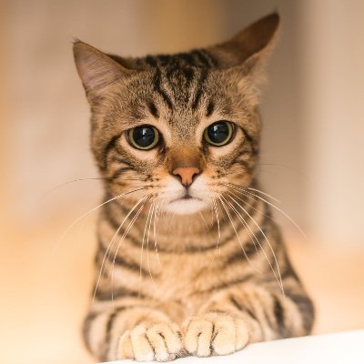 Bizlab17's profile picture. 個人起業家コピーライター