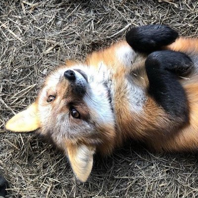 18 | fox θ∆ | linux user | circle clicker (https://t.co/rIpLEnUEXM) and general rhythm game enjoyer | dms open