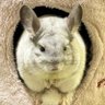 jhnoi's profile picture. スタンダードグレー🇨🇦クウニャン7/31 パイドのノンちゃん🇨🇿 12/10ブラックエボニーのチェル🇨🇿 1/20 みんな同い年♀ ٩( 'ω' )و