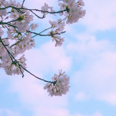 “I bloomed up all over again despite knowing cherry blossoms are only meant to wither.”