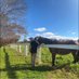 Mullins & Co Bloodstock (@mullins_co) Twitter profile photo Mullins & Co Bloodstock (@mullins_co) Twitter profile photo