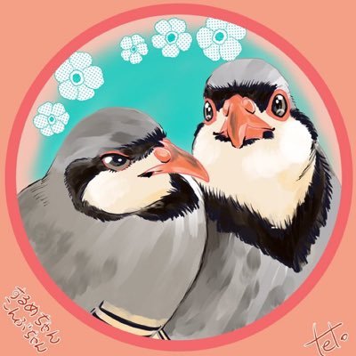 4歳のイワシャコするめ♀★こんぶ♂ 生後2ヶ月でお迎えしました🤗ヘッダーはうずらクンさん@Uzura_chun1217に、アイコンはてとさん@tetotetotoriに💗