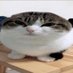 MysteriousWolfs (@mysteriousw0lfs) Twitter profile photo MysteriousWolfs (@mysteriousw0lfs) Twitter profile photo