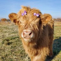 Cow Lovers ๐ฎ (@cowlovrs) 's Twitter Profile