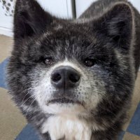 Leo (@somegibsonstuff) 's Twitter Profile Photo Leo (@somegibsonstuff) 's Twitter Profile Photo