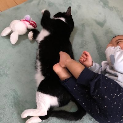 坊や＆猫ばかり🐈🐈🐈‍⬛ 2021年11月に生まれた僕、2歳になりました✨️ 我が家は毎日にぎやか🙌🏻 高緑/立硫 立派な三十路