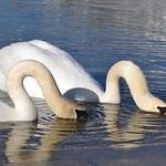 yasuri_ramirez's profile picture. ブログで稼ぐフリーランス | 何も目標がない大学生 ▶︎ 将来自分の事業を立ち上げたくて、ブログビジネスを開始 ▶︎ ブログで収益を出して事業化 | ラーメンが大好き🍜 | 収益化のカギを発信中🎷 | 固定ツイートの４つ目は「大事なことは大抵面倒くさい」ことに気づくこと👍面倒くさいことから逃げないでね！！