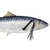 Sardine Consultant (@sardineconsul) Twitter profile photo Sardine Consultant (@sardineconsul) Twitter profile photo
