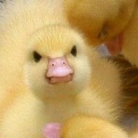 baked ziti (@malikmamluke) 's Twitter Profile Photo