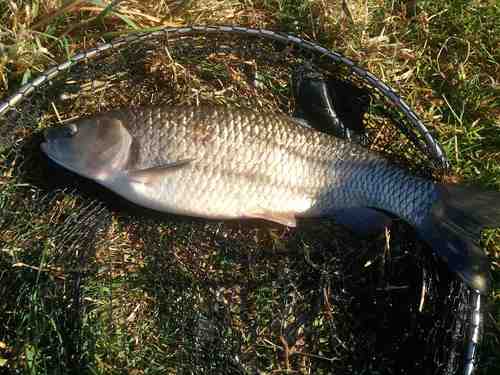 LDASjuniors's profile picture. Leatherhead & District Angling Society was founded in 1947 and offers fantastic fishing along three miles of the River Mole, and three excellent lakes.