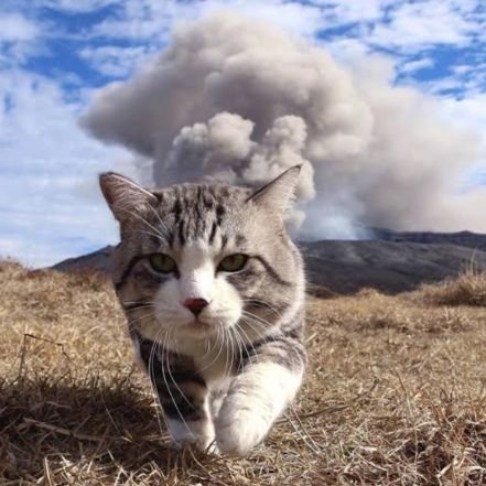 meowinexile's profile picture. 🐈‍⬛