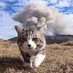 Meow (@meowinexile) Twitter profile photo Meow (@meowinexile) Twitter profile photo