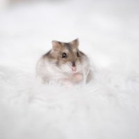 ルーくん (@rukun_4869_sr) 's Twitter Profile Photo